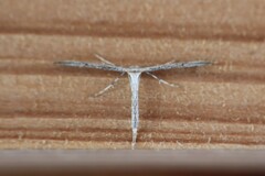 Hellinsia longifrons