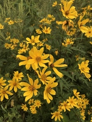 Coreopsis major