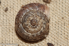 Xerotricha conspurcata