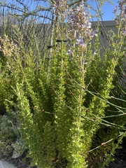 Salvia chamelaeagnea