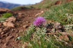 Cirsium acaule