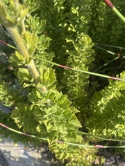 Salvia chamelaeagnea