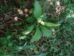 Brachyglottis hectorii