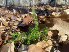 Lycopodium clavatum
