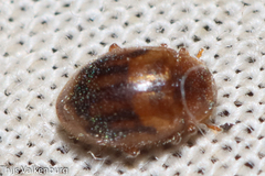 Rhyzobius chrysomeloides