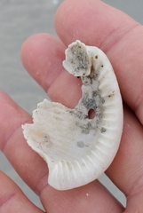 Semicassis granulata