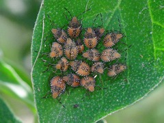 Arvelius albopunctatus