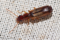 Paradromius