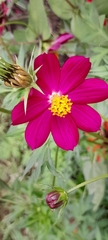 Cosmos caudatus