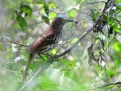 Toxostoma longirostre