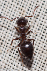 Crematogaster auberti