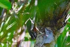 Melanerpes aurifrons