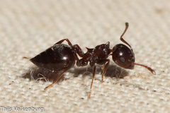 Crematogaster auberti
