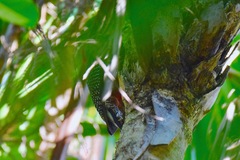 Melanerpes aurifrons