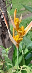 Heliconia psittacorum