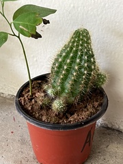 Trichocereeae
