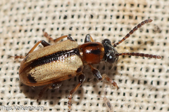 Crioceris paracenthesis