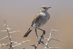 Muscicapidae