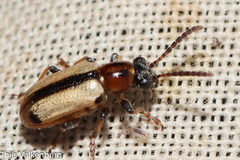 Crioceris paracenthesis