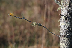 Teloschistes exilis