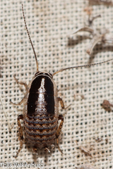 Phyllodromica panteli