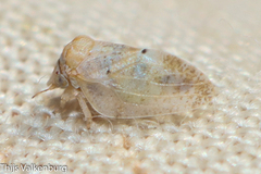 Euphyllura olivina