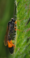 Dusona