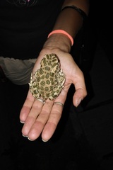 Bufotes viridis sitibundus