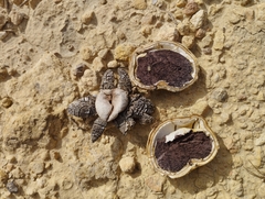 Astraeus hygrometricus