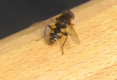 Parhelophilus rex