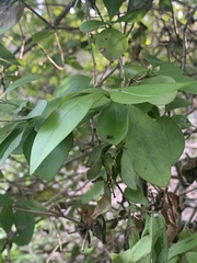 Oleaceae