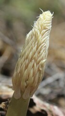 Drimia pancration