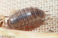Halophiloscia couchii