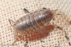 Halophiloscia couchii