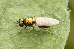 Microchrysa