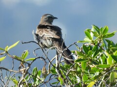 Mimus thenca