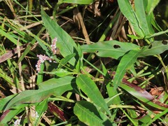 Persicaria decipiens