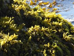 Mazzaella laminarioides