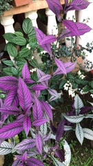 Strobilanthes auriculata