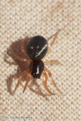Trachelidae