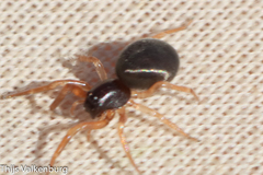 Trachelidae