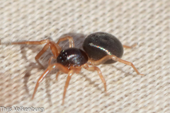 Trachelidae