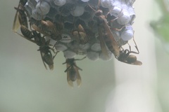 Polistes carnifex
