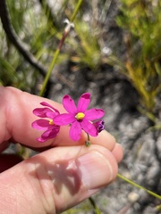 Ixia stricta