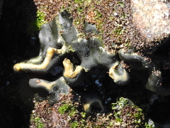 Codium bernabei