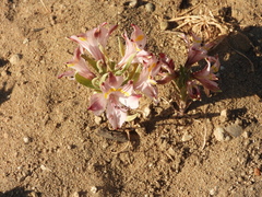 Alstroemeria pulchra