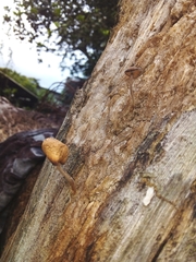 Gymnopilus eucalyptorum