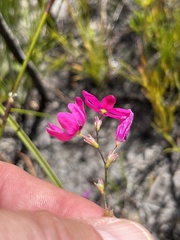 Ixia stricta