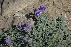 Scutellaria tuvensis