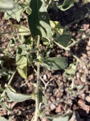 Ditaxis serrata